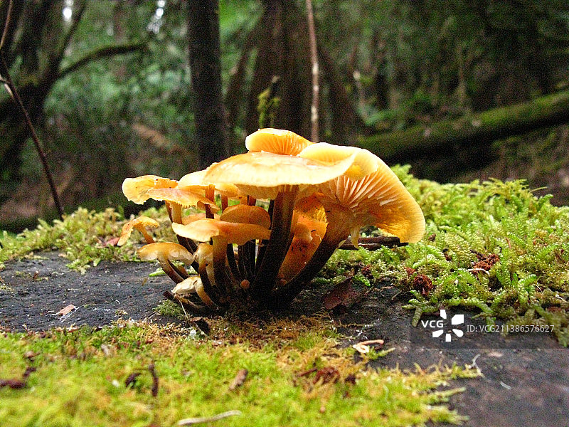 澳大利亚菲尔德山国家公园腐烂树干上生长的伞菌图片素材