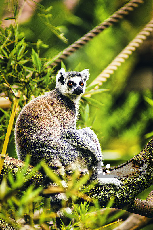 树上的环特写图片素材