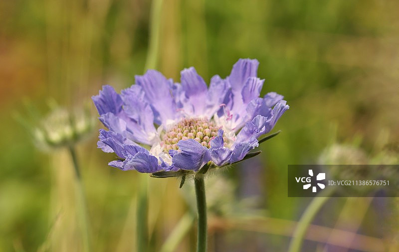 田野上紫色开花植物的特写图片素材