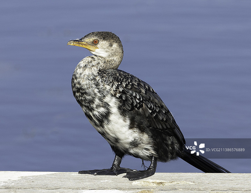鸬鹚栖息在湖边挡土墙上的特写，南非米歇尔湖图片素材
