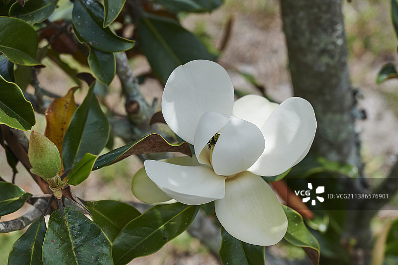 美国佛罗里达州莱克兰的白色植物特写图片素材