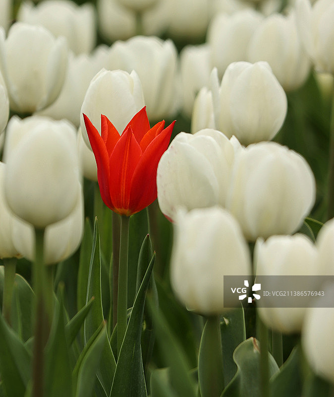 白色郁金香特写图片素材