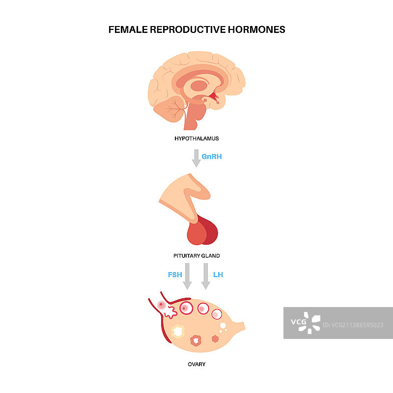 女性生殖激素图片素材