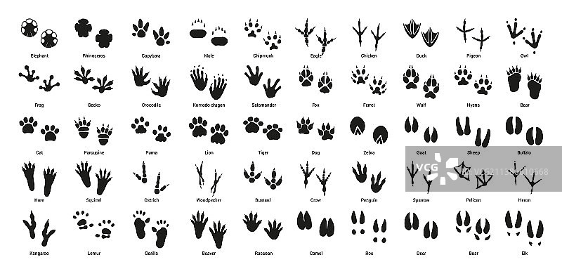 鸟类和动物足迹合集图片素材