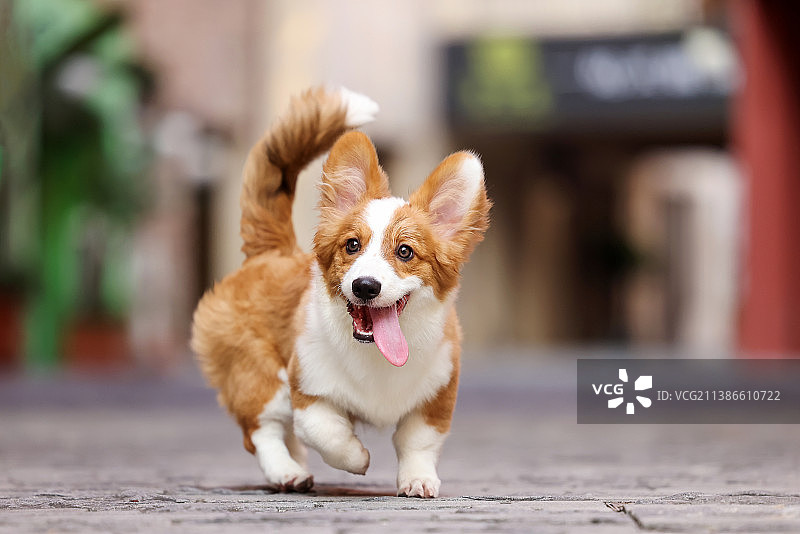 可爱的柯基犬图片素材