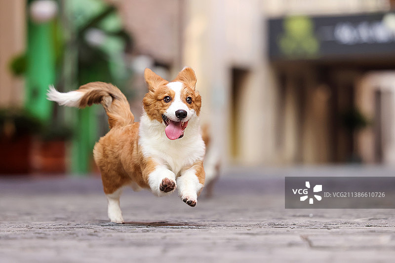 可爱的柯基犬图片素材