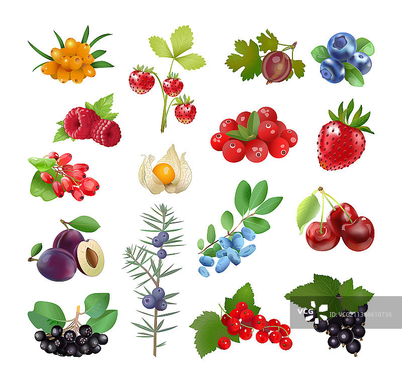 浆果合集图片素材