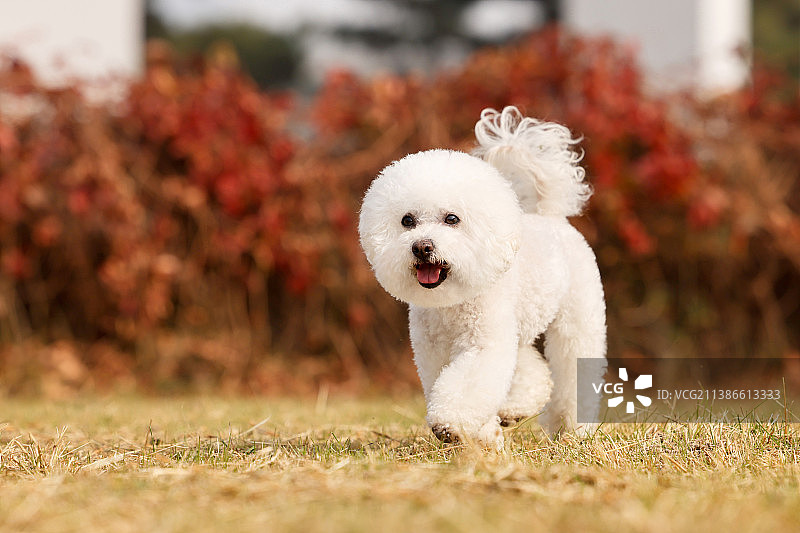 秋景中的比熊犬图片素材