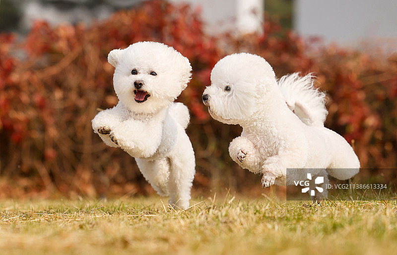 秋景中的比熊犬图片素材