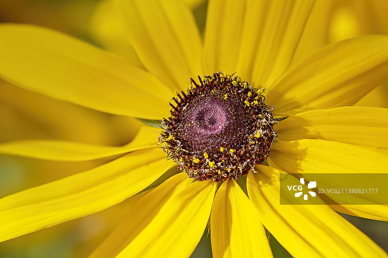 黑心金光菊局部微距特写+南京图片素材