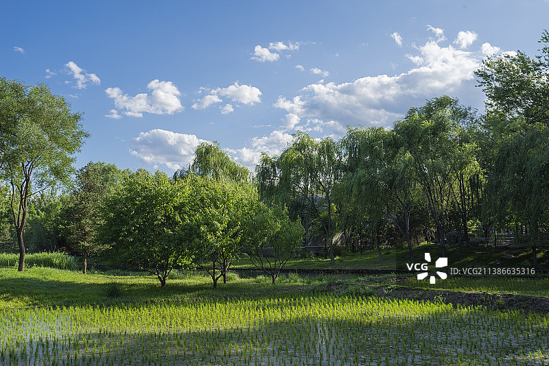 北京公园夏季风光图片素材