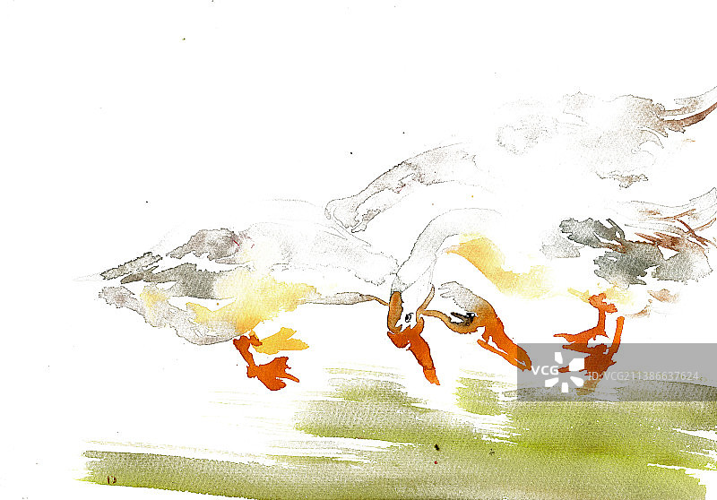 觅食的鹅图片素材