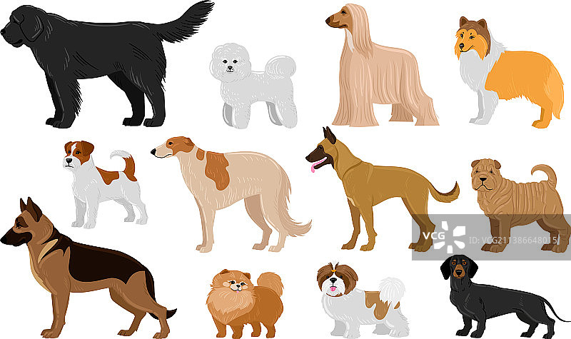 卡通小狗品种宠物可爱角色图片素材