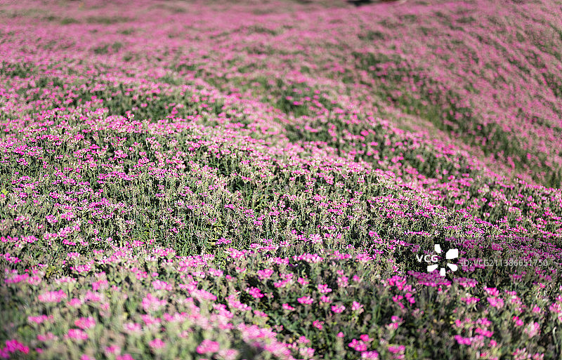 云南玉溪滇中植物园美人樱花海图片素材