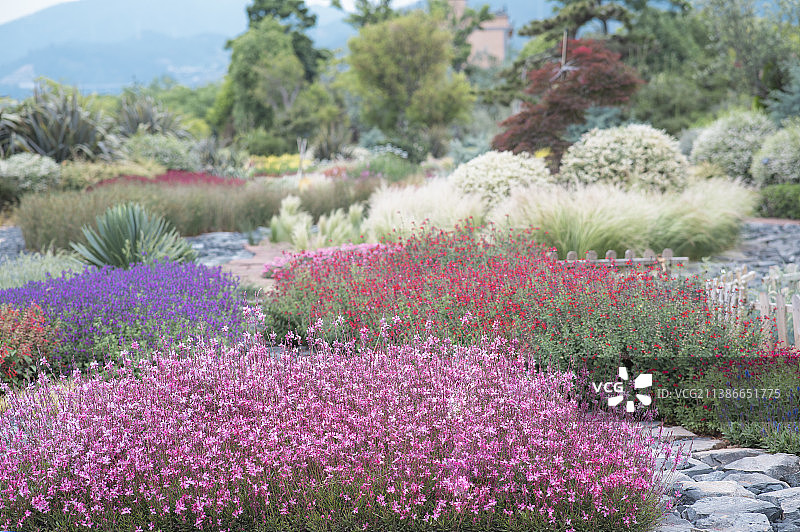 云南澄江抚仙湖抚海湾湿地公园景观花镜图片素材
