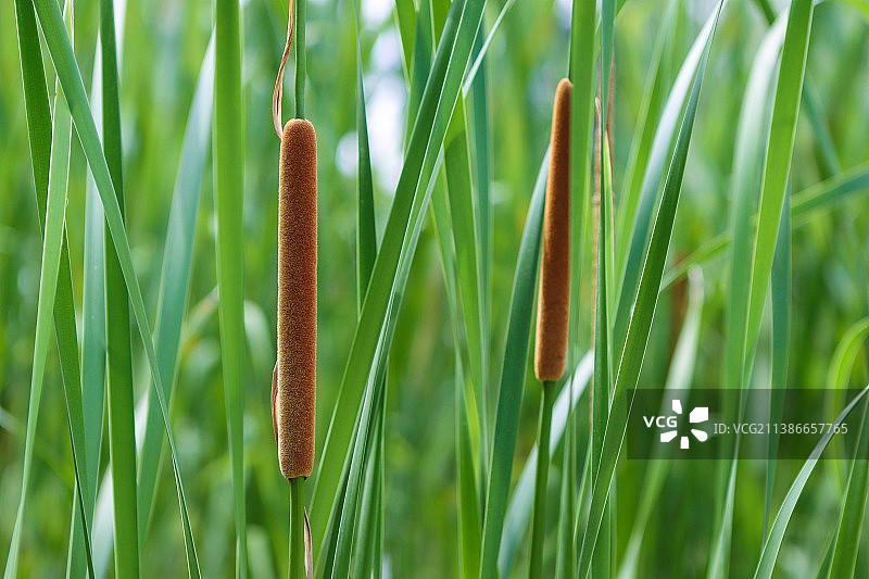 菖蒲背景图片素材