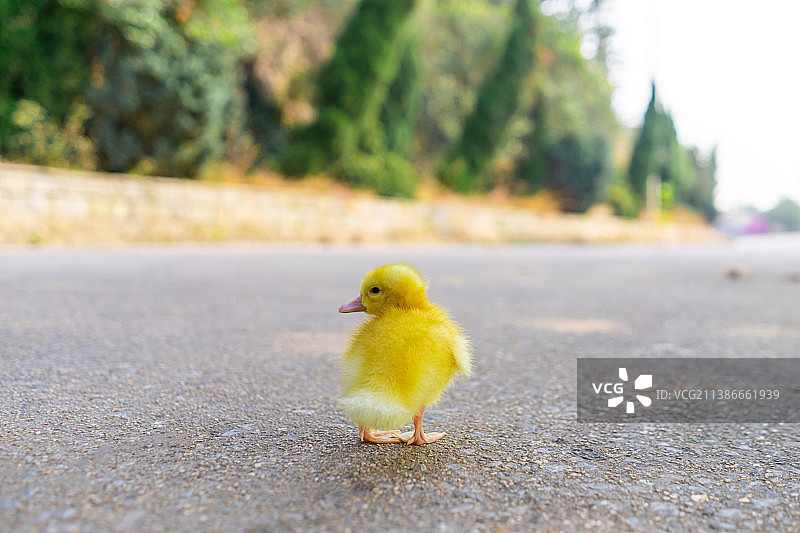 中国家养家畜拍摄主题，两只黄色的小鸭子宠物，户外无人图像摄影图片素材