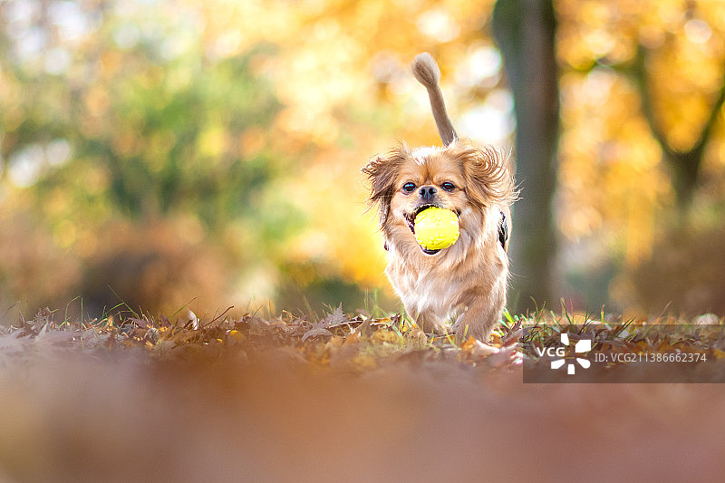 在匈牙利草地上玩玩具球的京巴犬肖像图片素材
