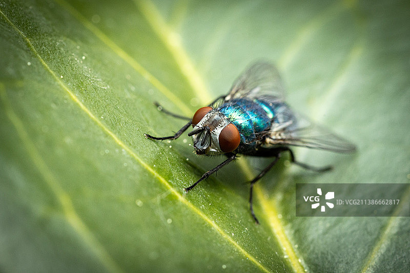 格拉茨树叶上的苍蝇特写，奥地利图片素材