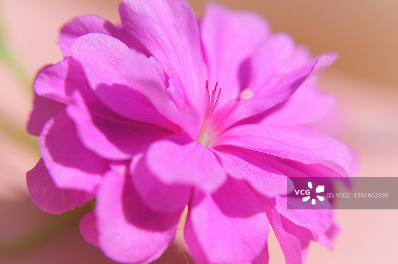 粉红色花朵的特写图片素材