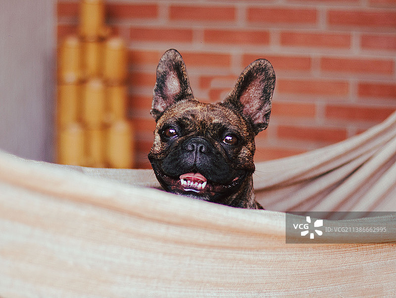 家中吊床上休息的法国斗牛犬，巴西图片素材