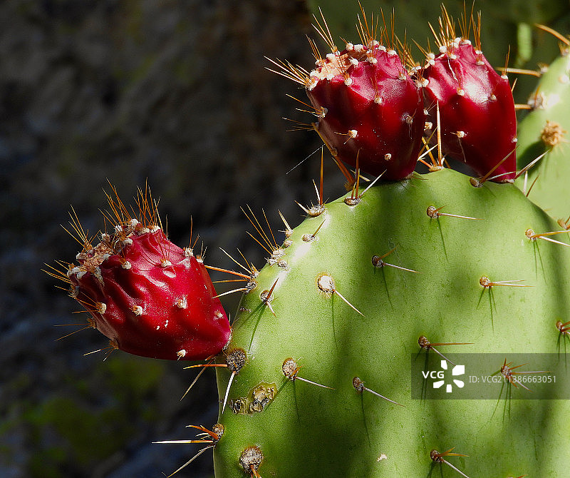 仙人掌特写，美国亚利桑那州Superior图片素材