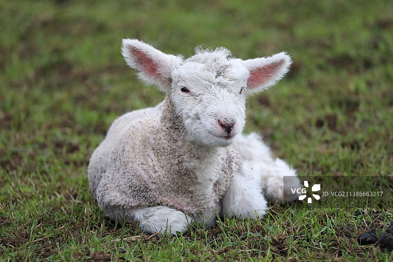 田野上绵羊的肖像图片素材
