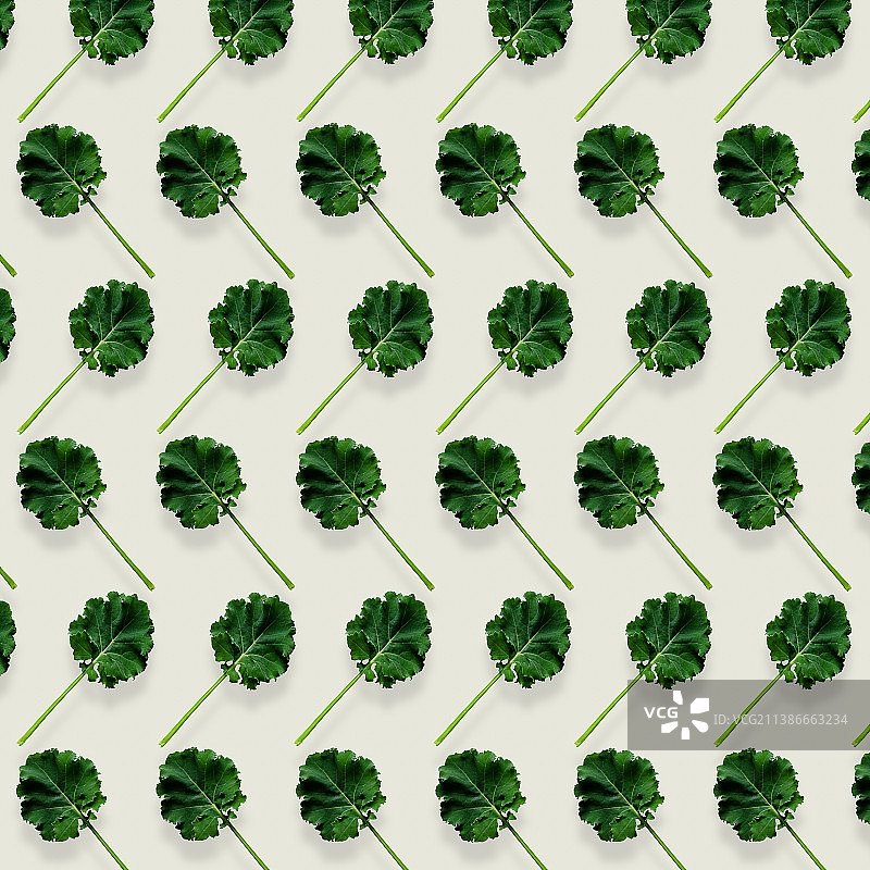 阿根廷白色背景上的树叶全景照片图片素材