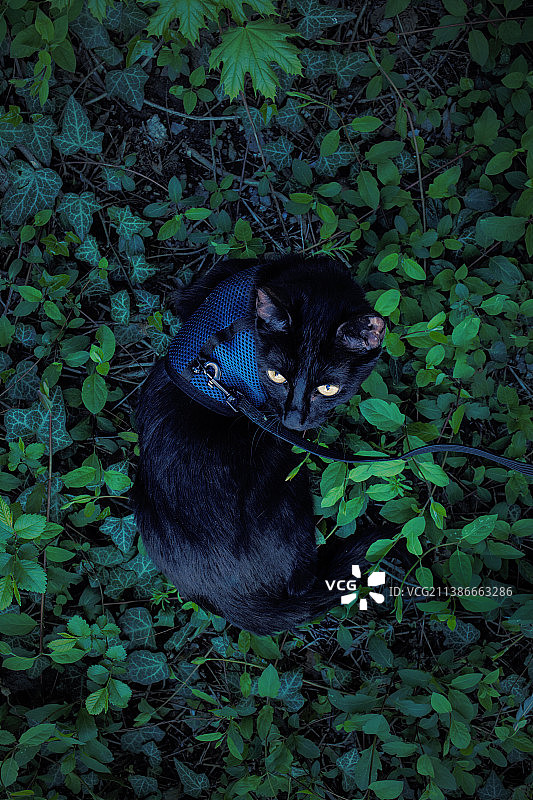 在罗马尼亚布加勒斯特的田野上坐着的黑猫的仰视图片素材