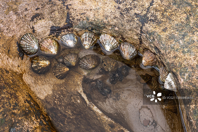 北贝里克岩石上生长的笠贝海洋生物特写，英国图片素材