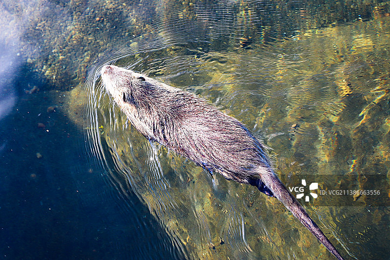 在水中游泳的海狸（从上方拍摄）图片素材