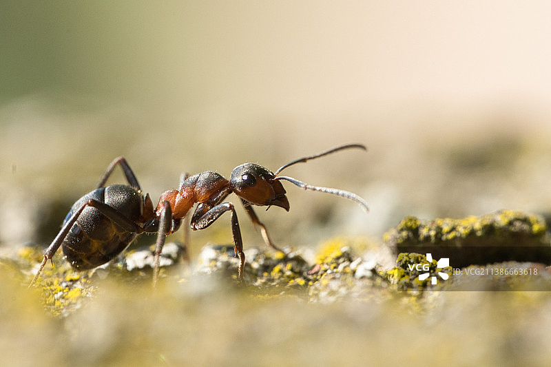 蚂蚁在岩石上的特写，法国图片素材