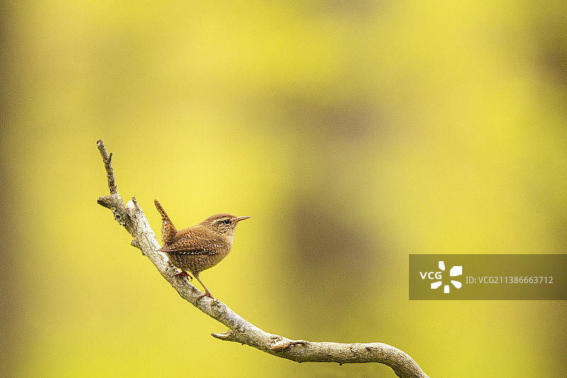 德国的大山雀图片素材