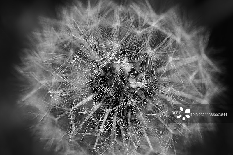 蒲公英在植物上的特写图片素材