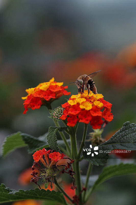 蜜蜂在花上授粉的特写图片素材