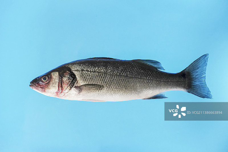 蓝色背景下的淡水鲑科鱼类特写图片素材