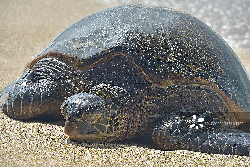 夏威夷帕伊亚沙滩上的乌龟壳特写，美国图片素材