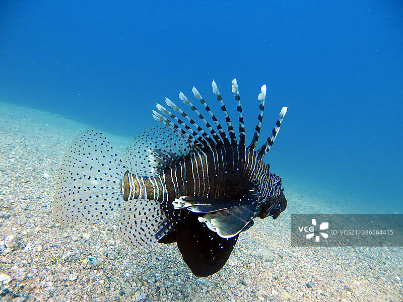 清澈蓝色水域中的水下海洋生物图片素材