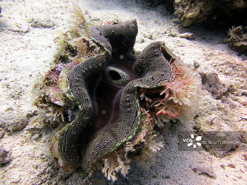 海星特写图片素材