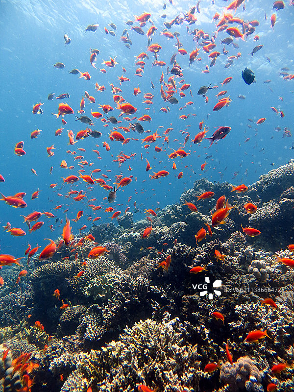 红海鱼类和珊瑚礁，埃及图片素材