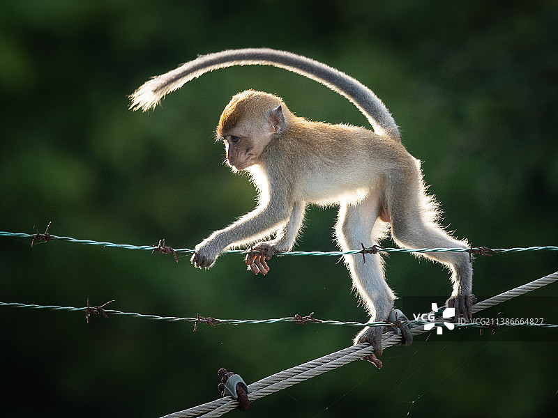 实乞纳岛风光，新加坡图片素材