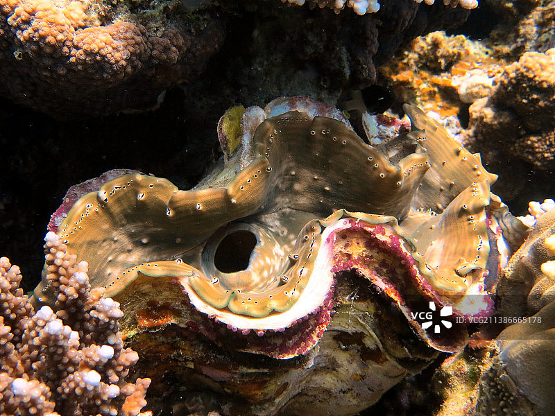 红海鱼类和珊瑚礁，埃及图片素材