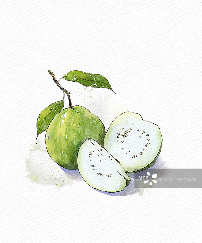 水彩番石榴图片素材