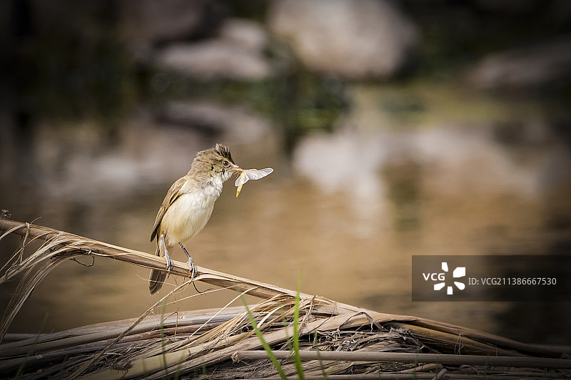 午餐有着落的大苇莺图片素材