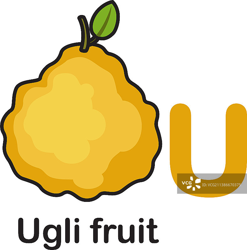 字母U和丑橘图片素材