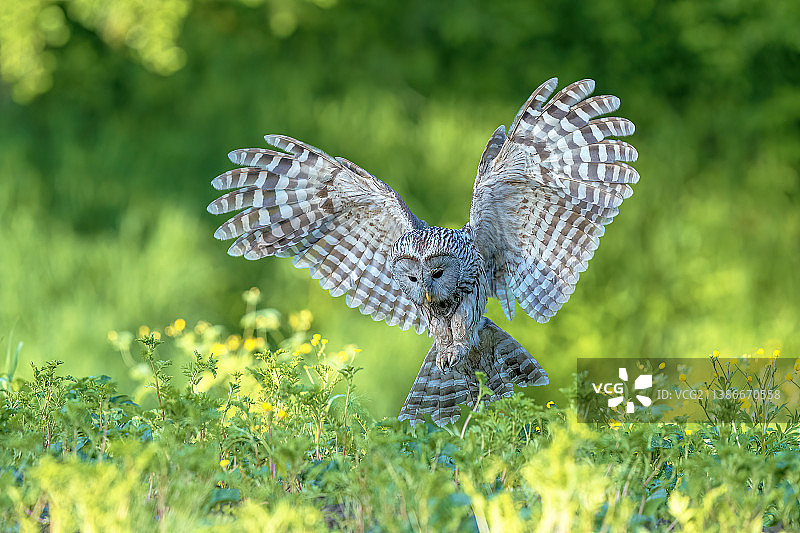 长尾林鸮图片素材