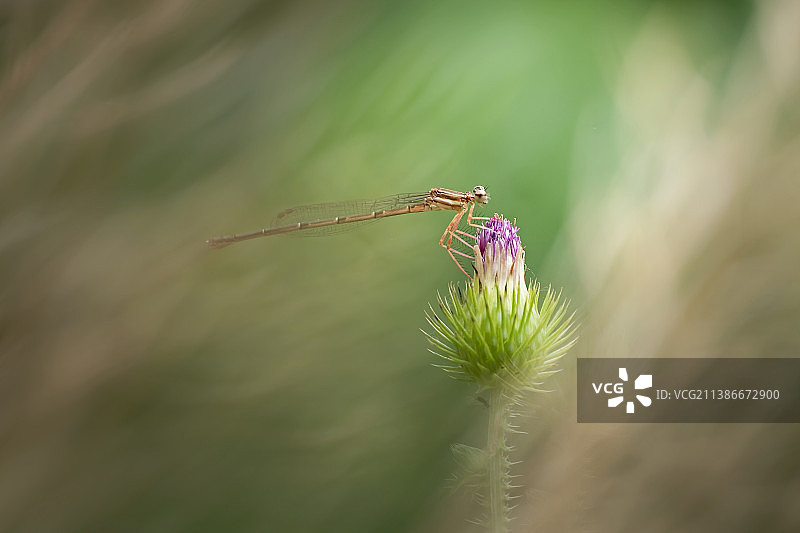 风里豆娘图片素材