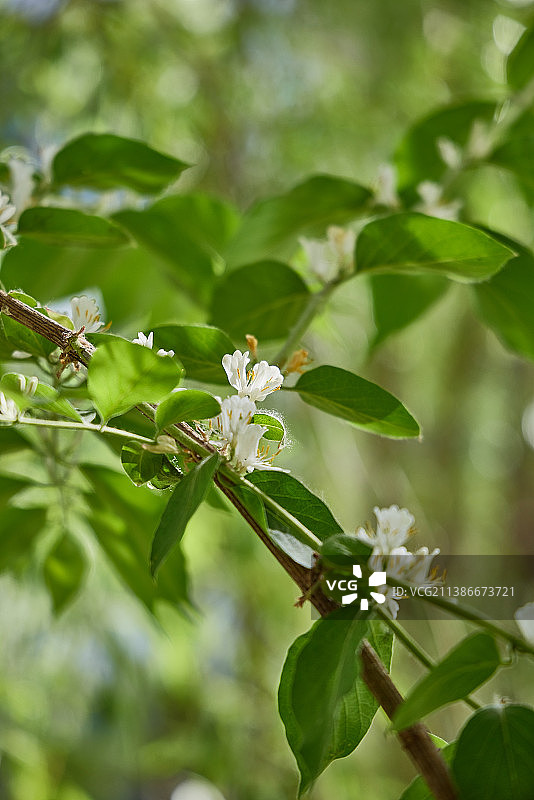 金银花藤蔓图片素材