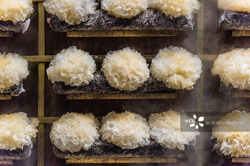 新鲜的银耳图片素材