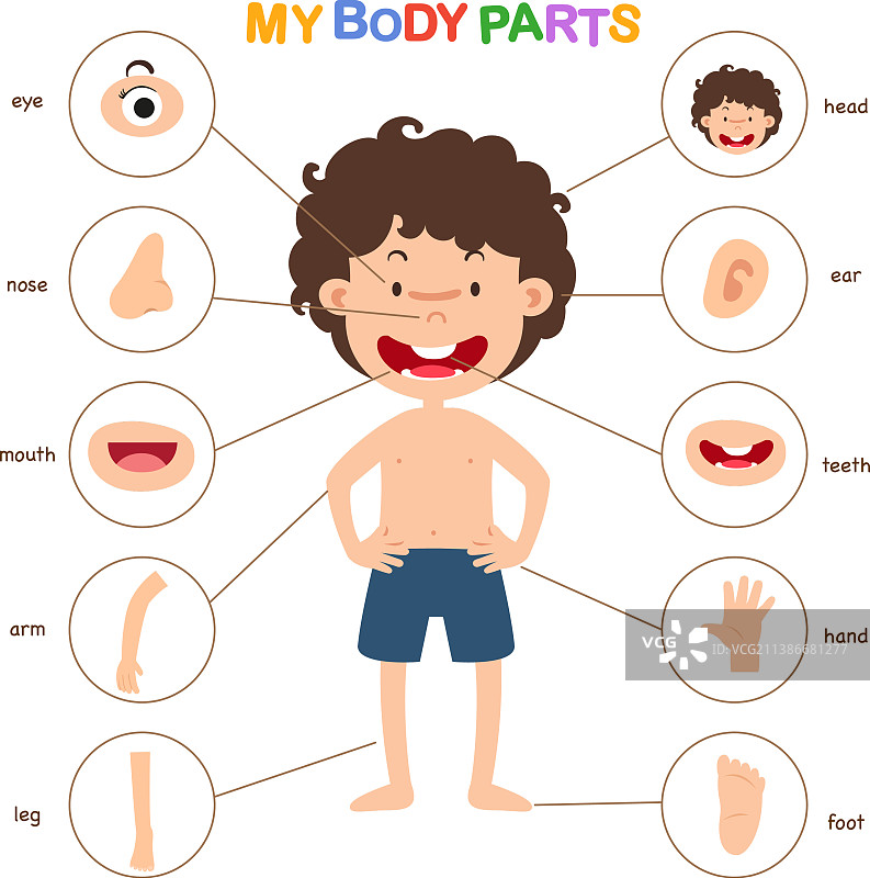 身体部位词汇图片素材